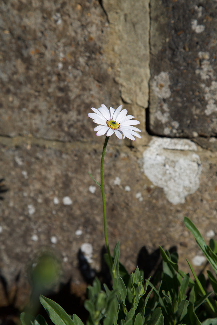 Osteospermum 'Lady Leitrim' AGM
