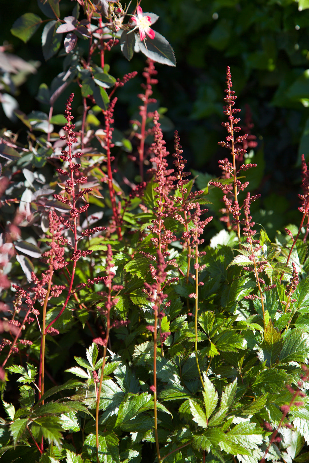 Astilbe 'Fanal' AGM