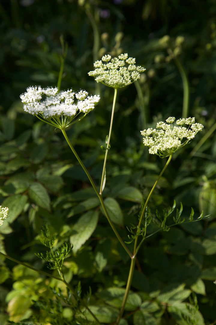 Cenolophium denudatum AGM