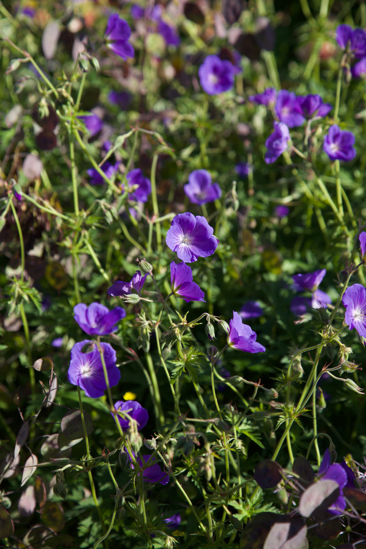 Geranium 'Orion' AGM