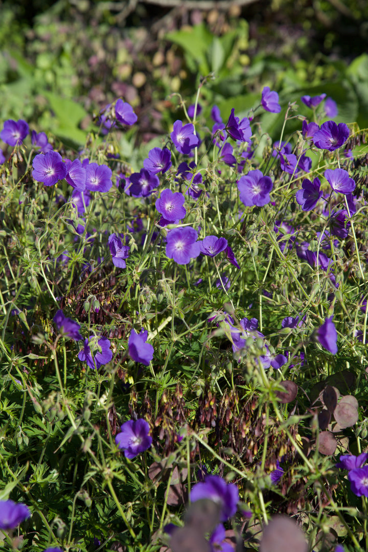 Geranium 'Orion' AGM
