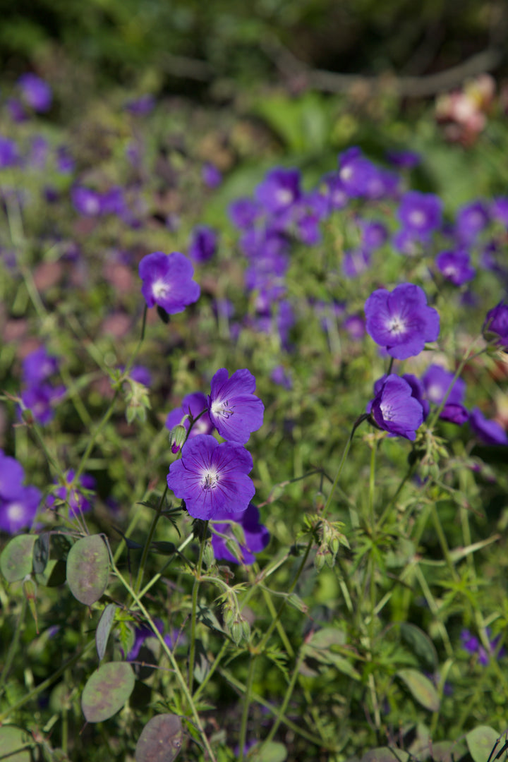 Geranium 'Orion' AGM