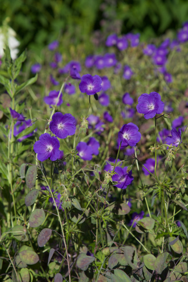 Geranium 'Orion' AGM