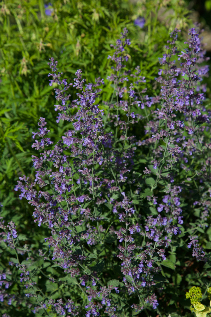 Nepeta racemosa 'Walkers Low' AGM