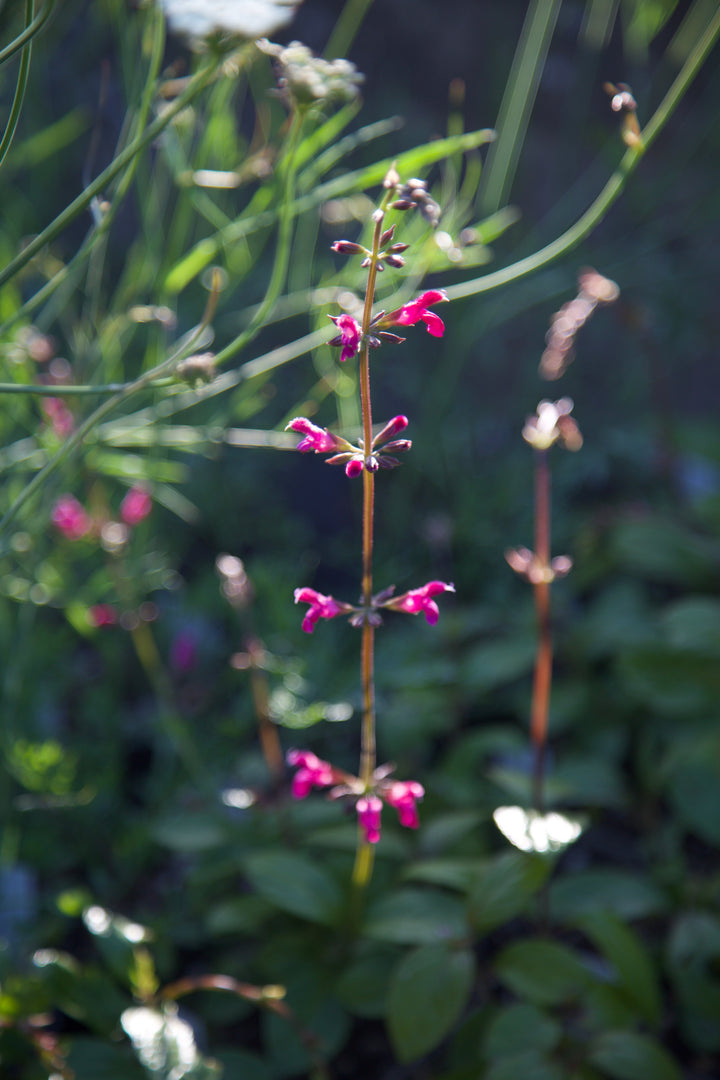 Salvia chiapensis