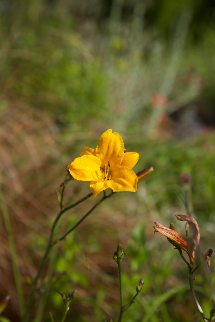 Hemerocallis 'Golden Chimes'