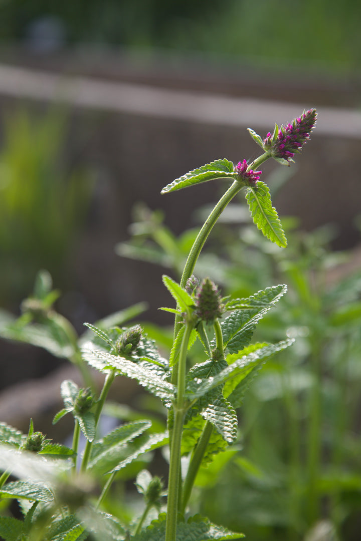 Betonica officinalis 'Hummelo'