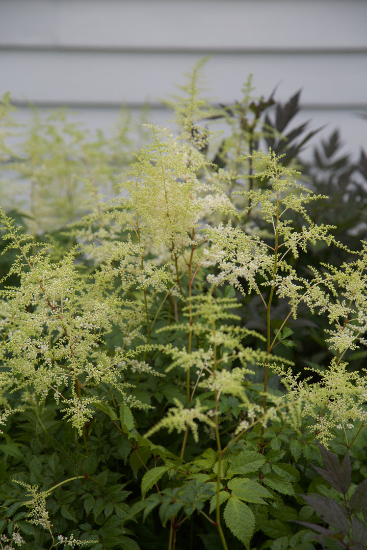 Astilbe 'Deutschland' AGM