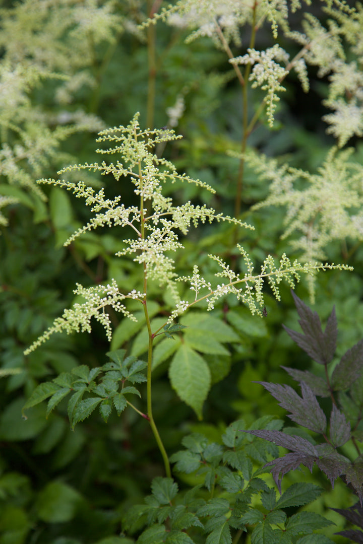 Astilbe 'Deutschland' AGM