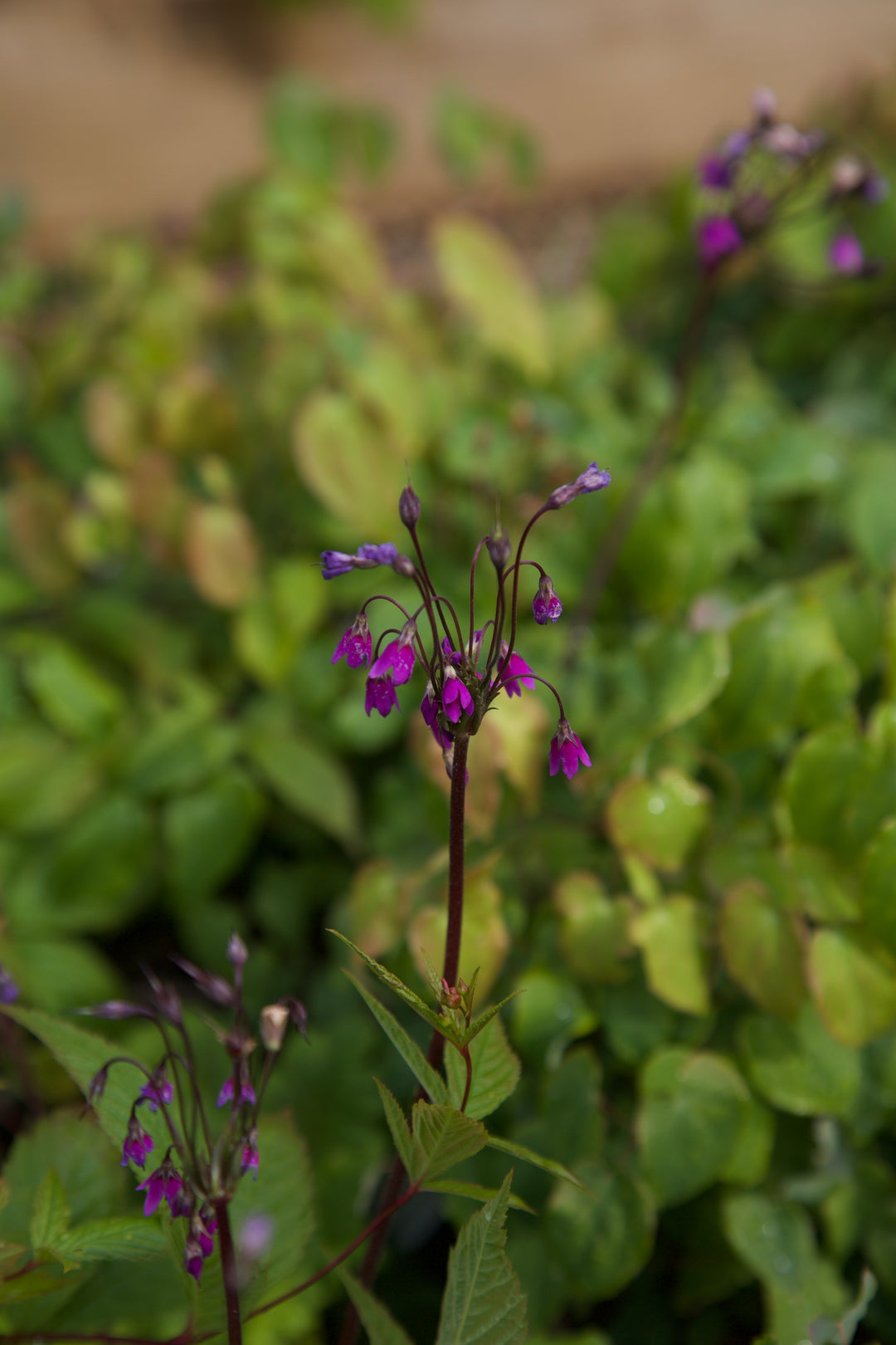 Primula matthioli