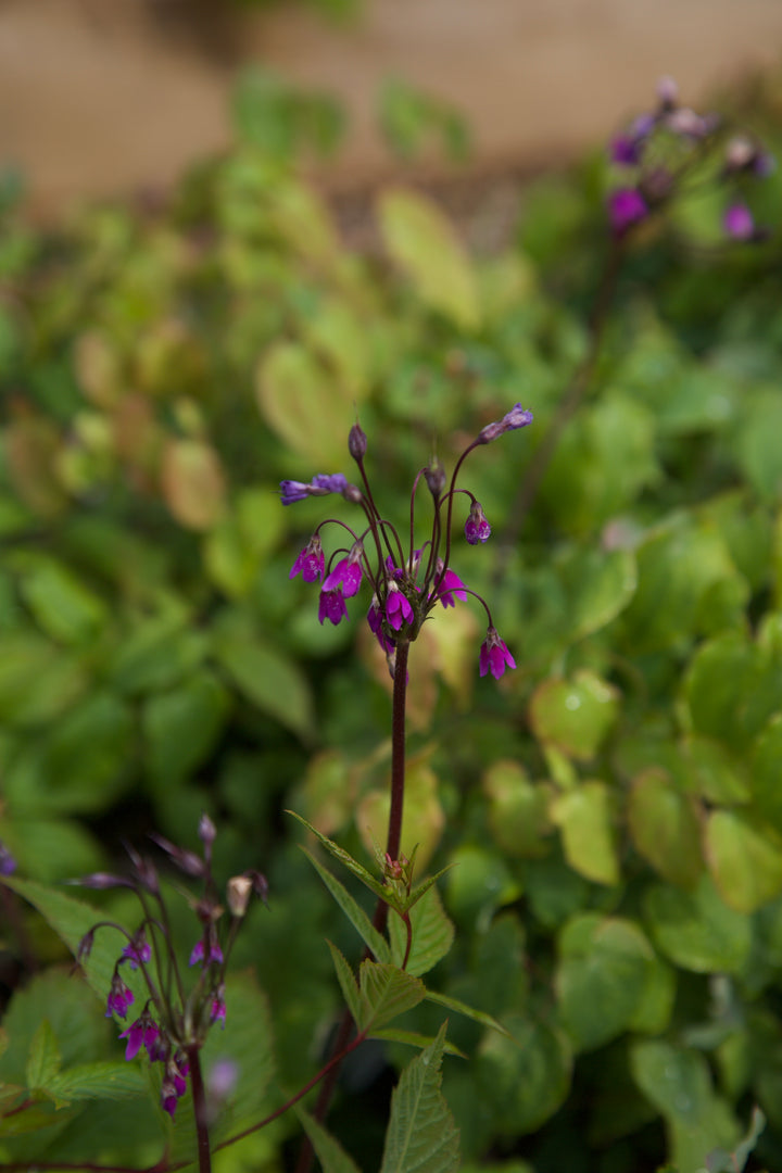 Primula matthioli