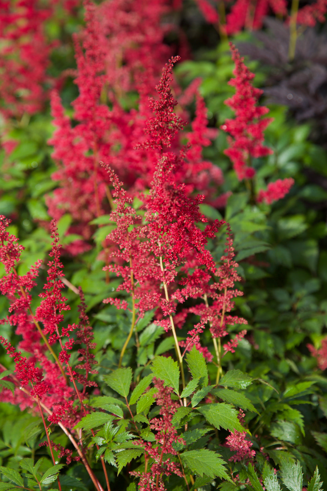 Astilbe 'Fanal' AGM