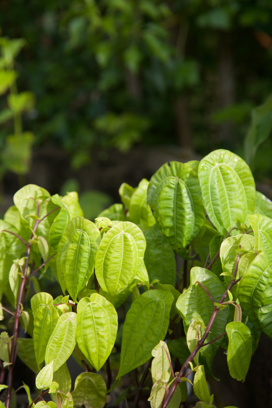Pilea insolens