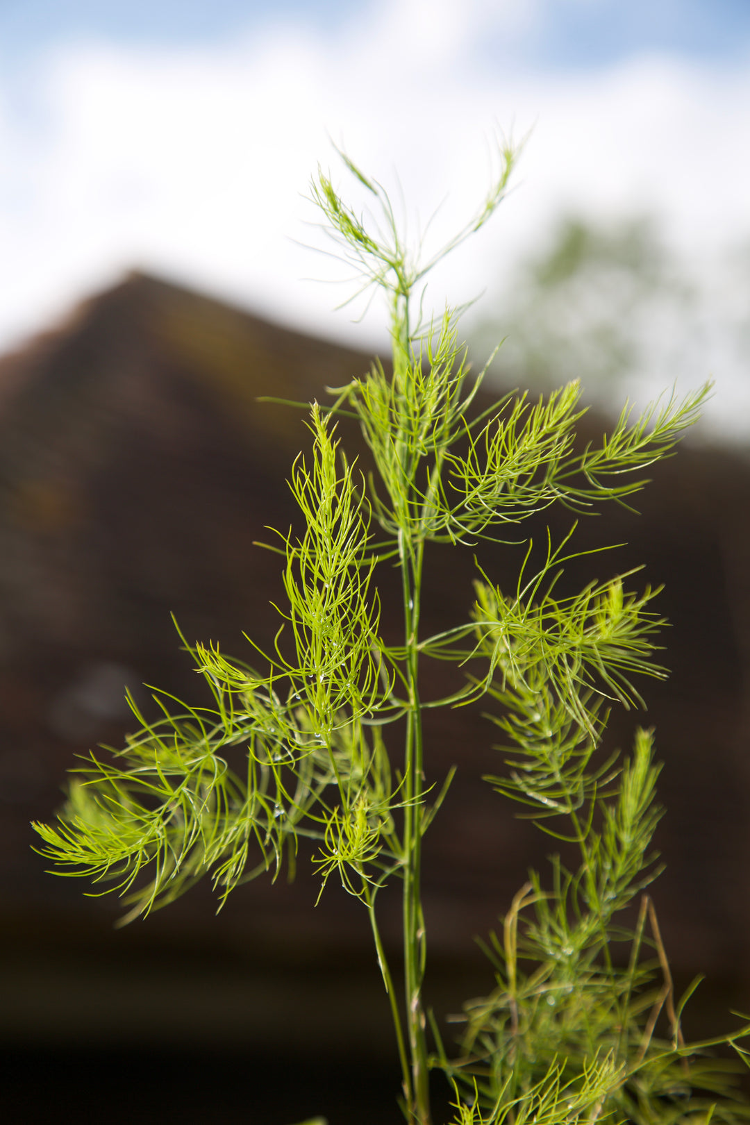Asparagus pseudoscaber