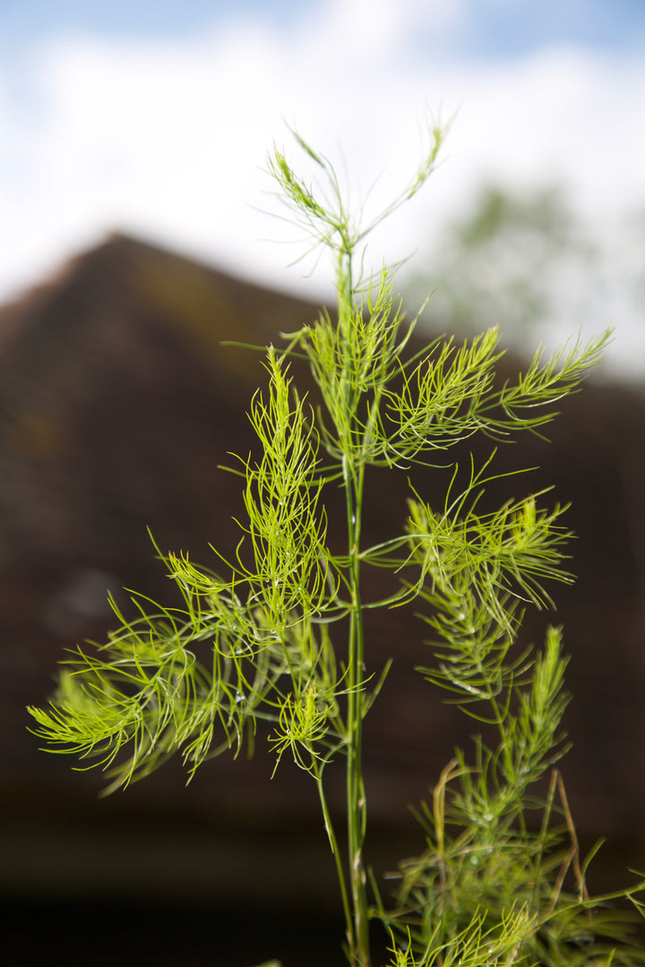 Asparagus pseudoscaber