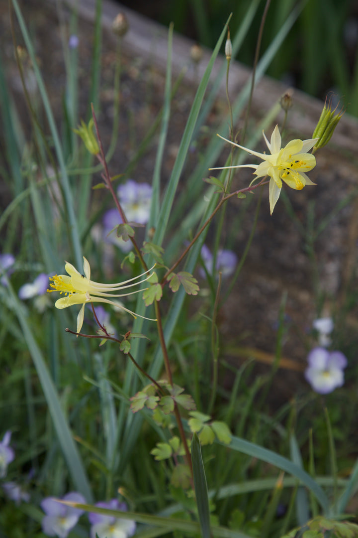 Aquilegia chrysantha 'Yellow Queen'