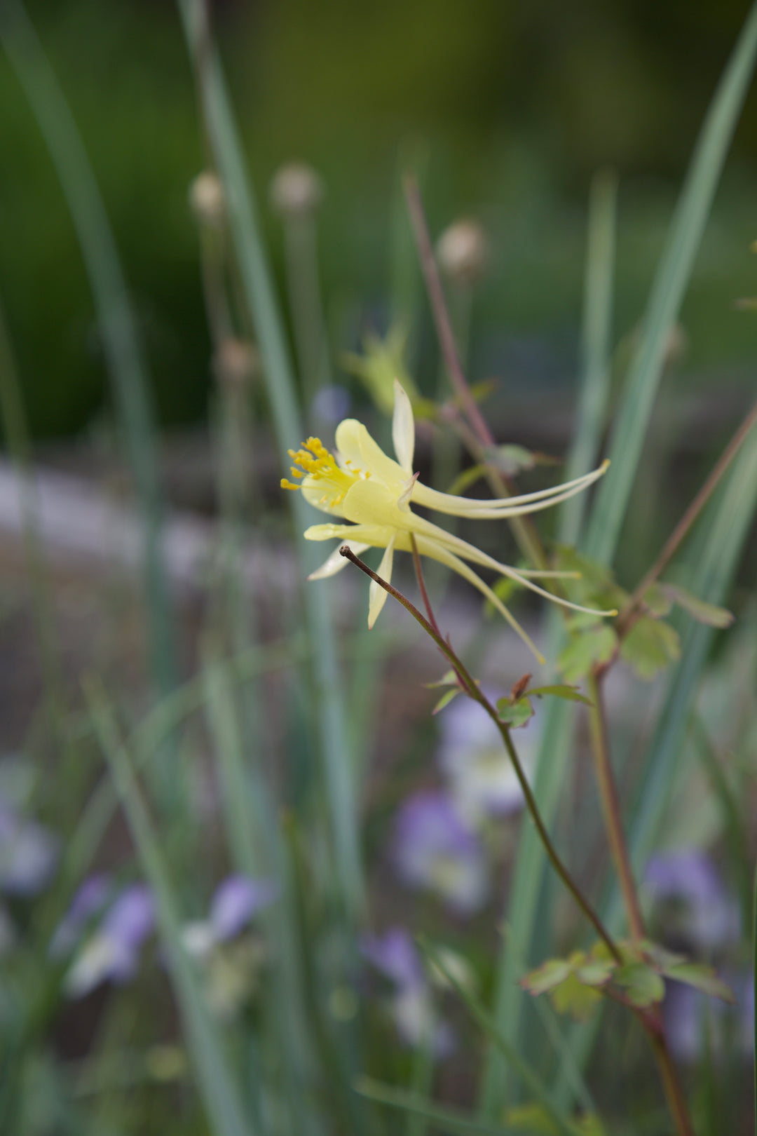 Aquilegia chrysantha 'Yellow Queen'