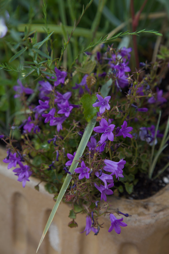 Campanula portenschlagiana AGM