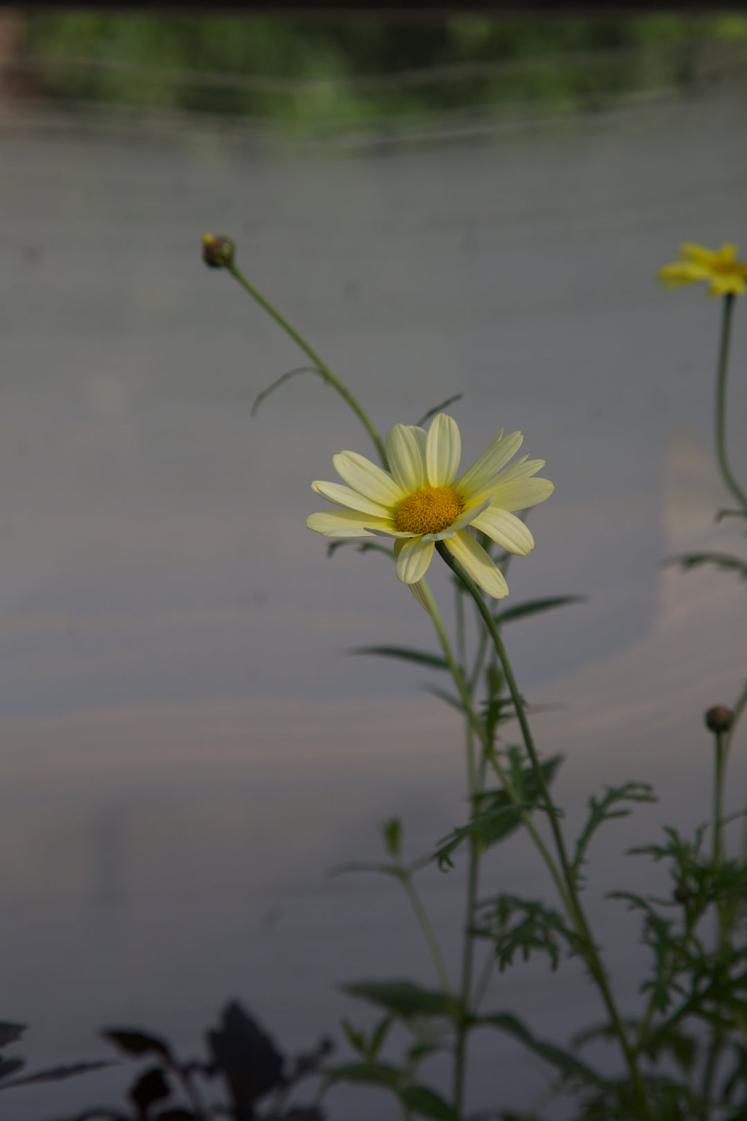 Argyranthemum 'Jamaica Primrose' AGM