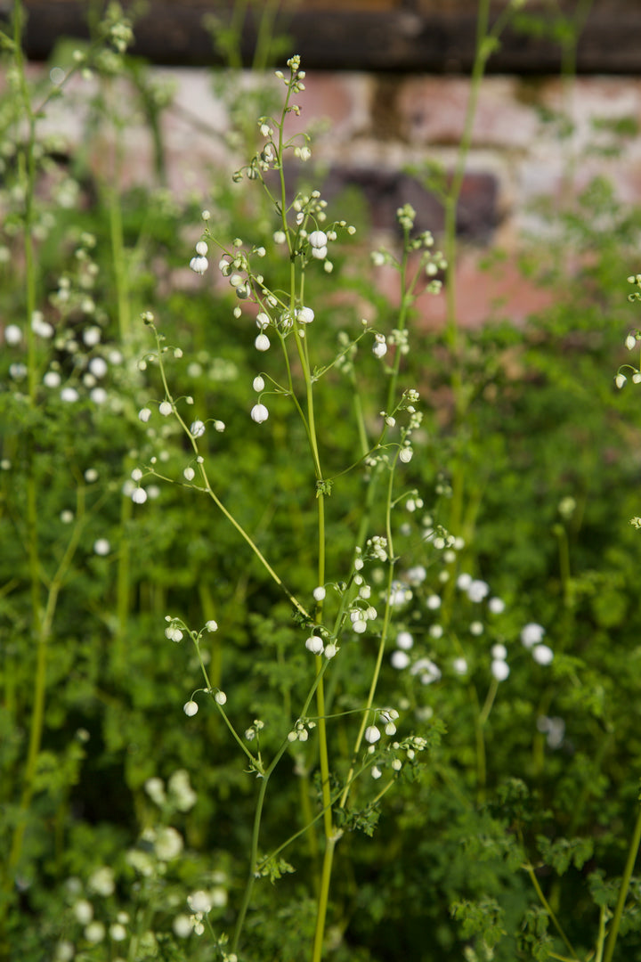 Thalictrum 'Splendide White' AGM