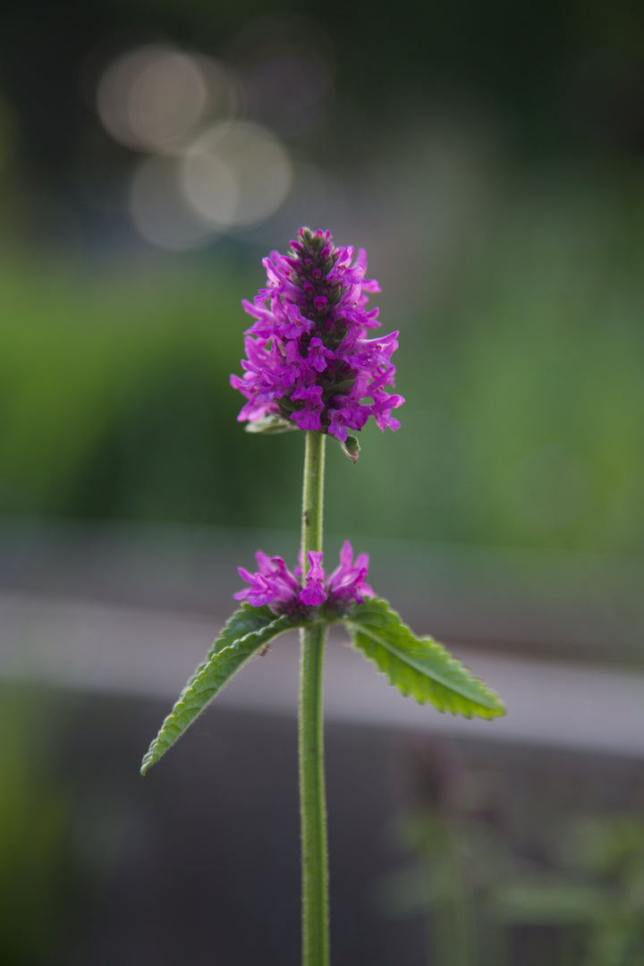 Betonica officinalis 'Hummelo'