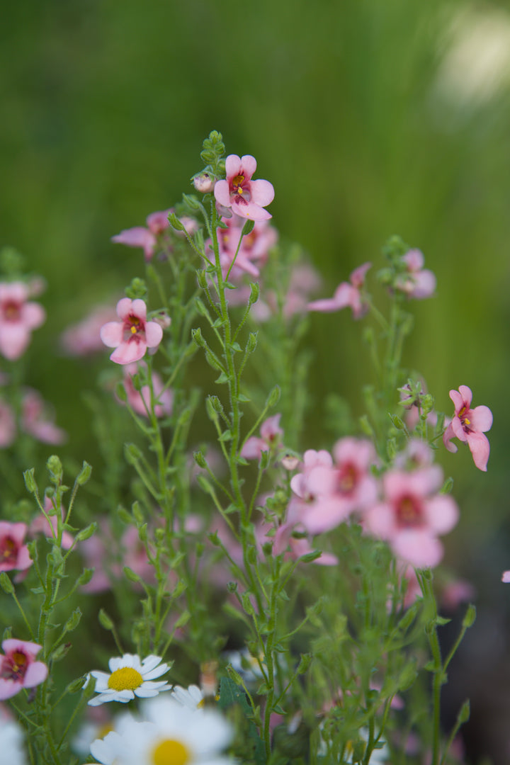 Diascia vigilis 'Jack Elliott'