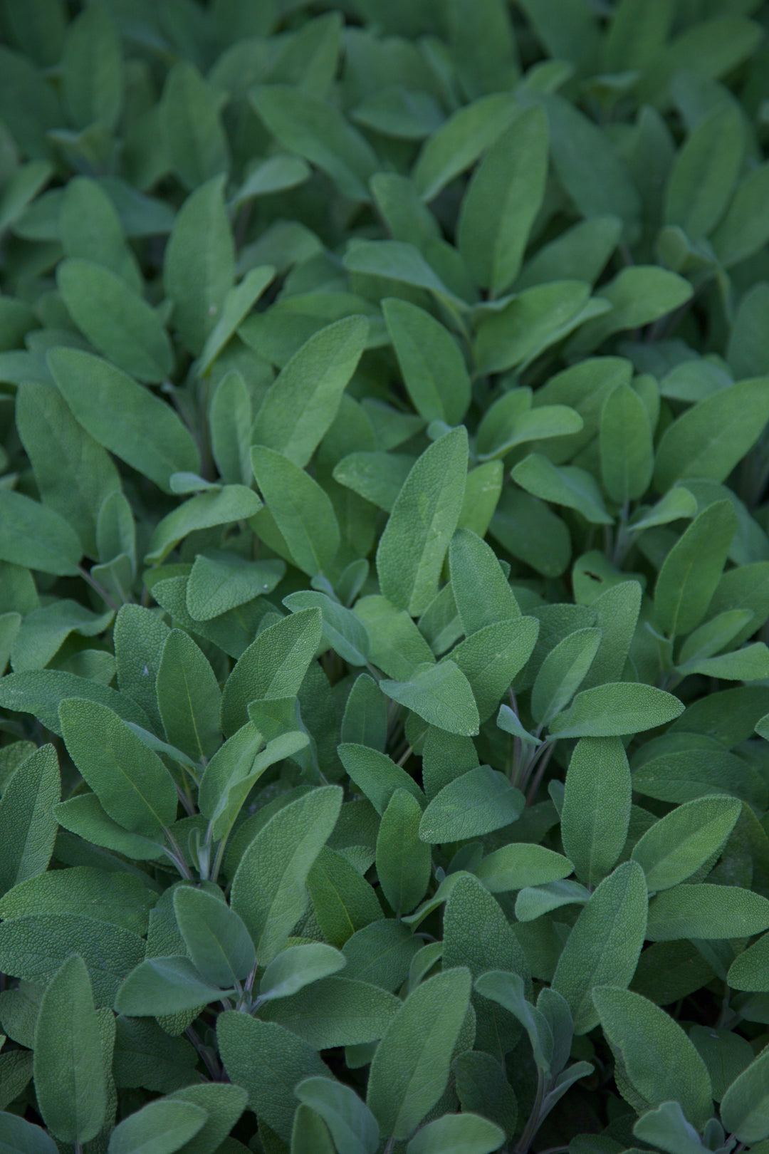 Salvia officinalis