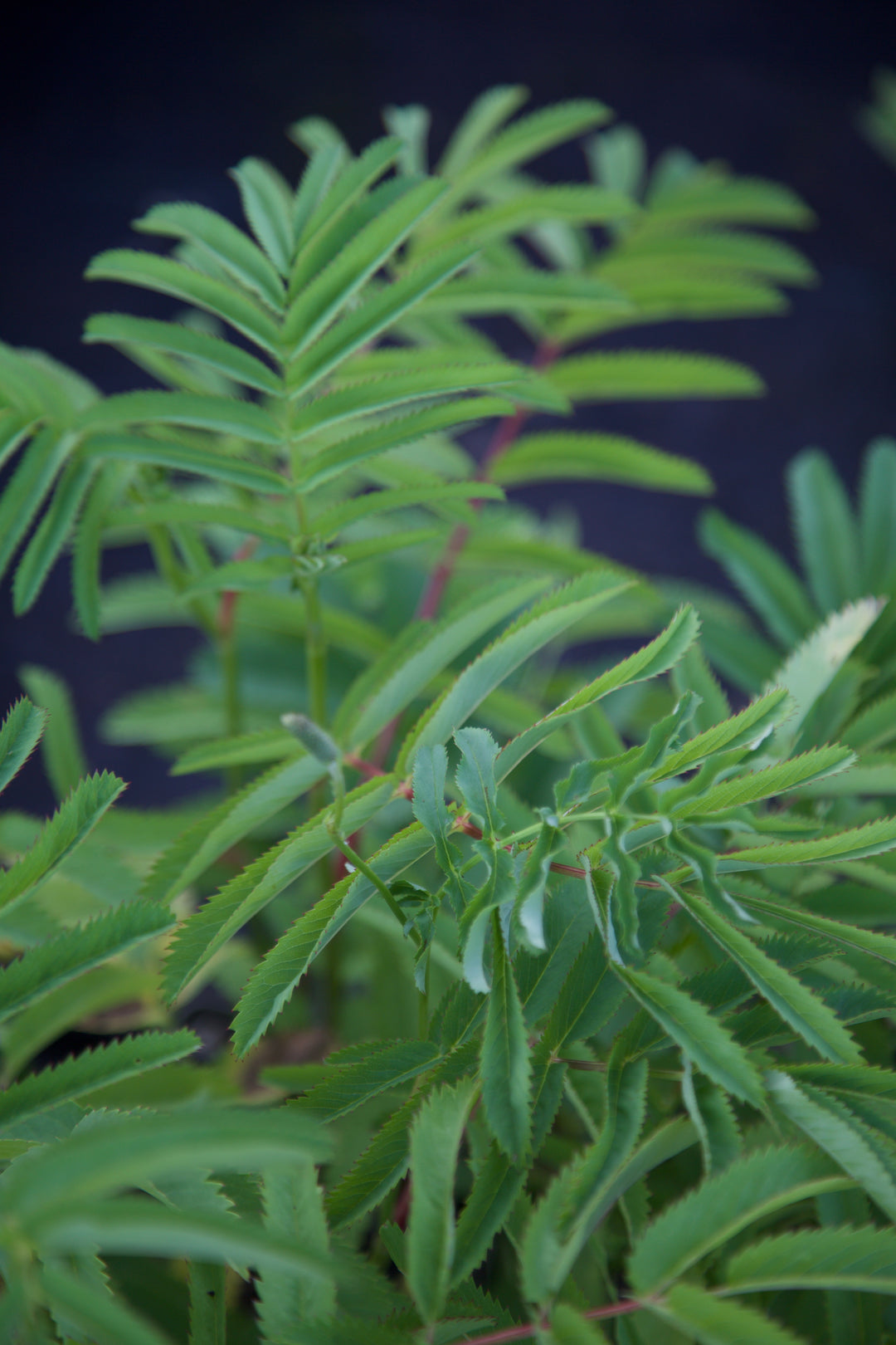 Sanguisorba stipulata var. riisherensis