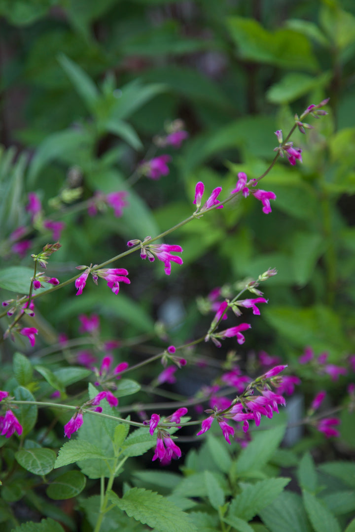 Salvia chiapensis