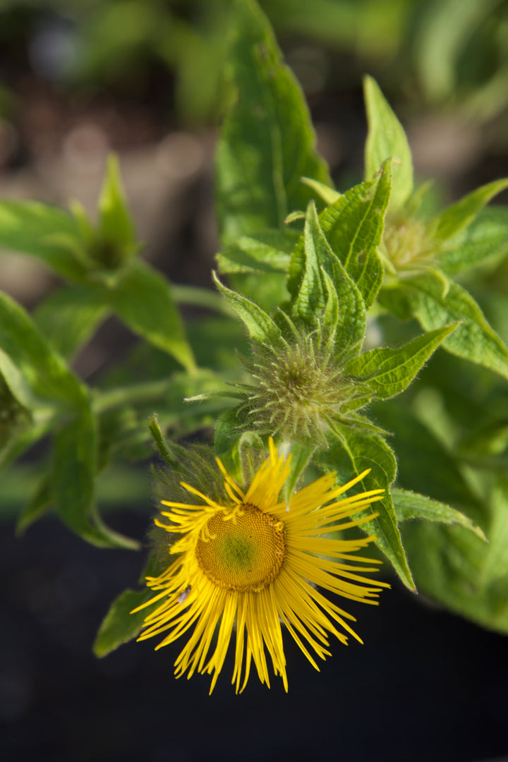 Inula hookeri AGM