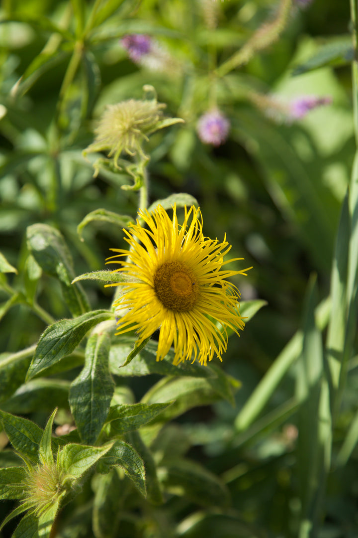 Inula hookeri AGM