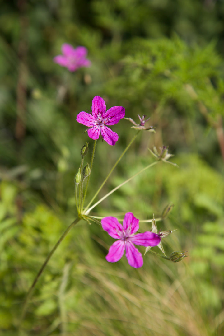 Erodium manescavii