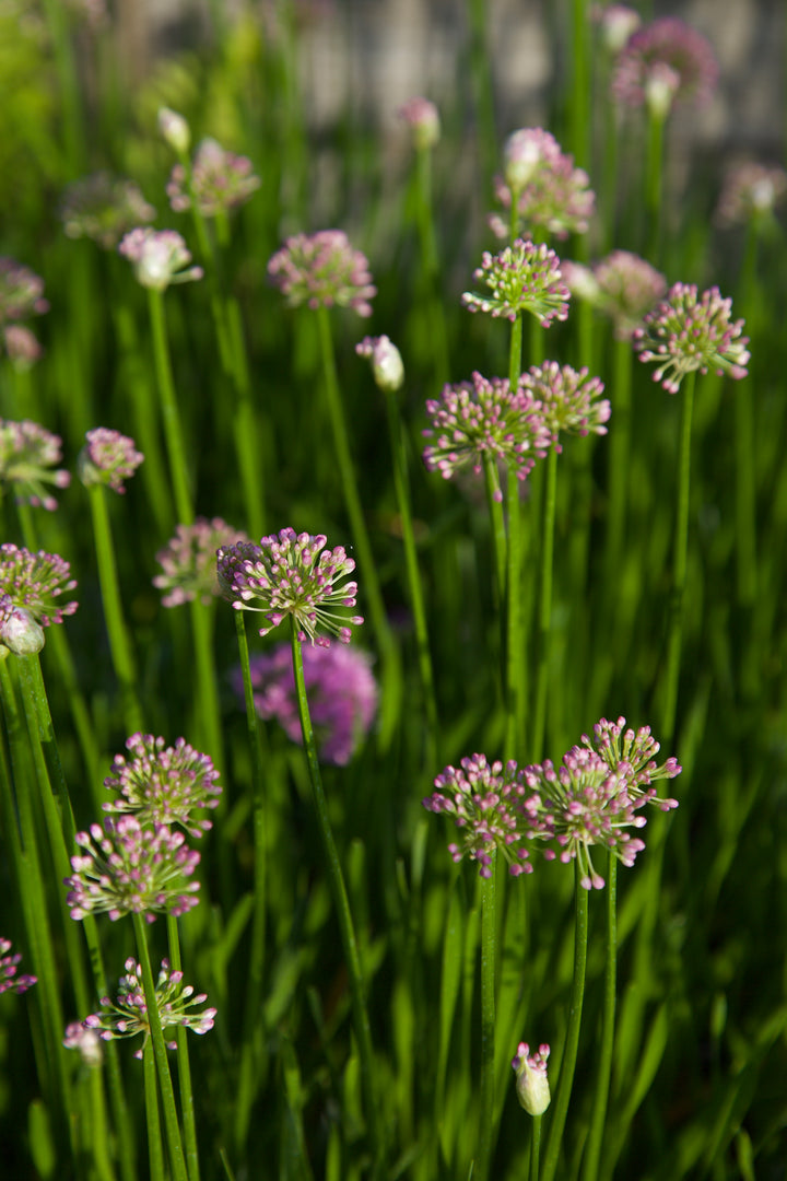 Allium 'Millennium'