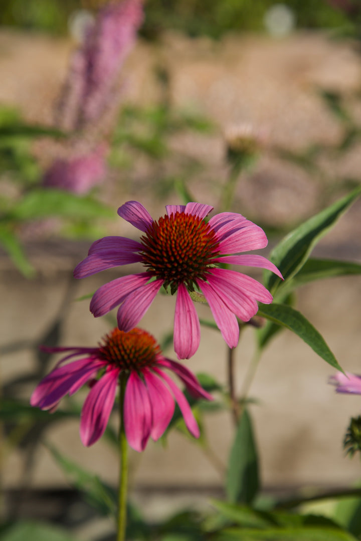 Echinacea purpurea 'Rubinstern'