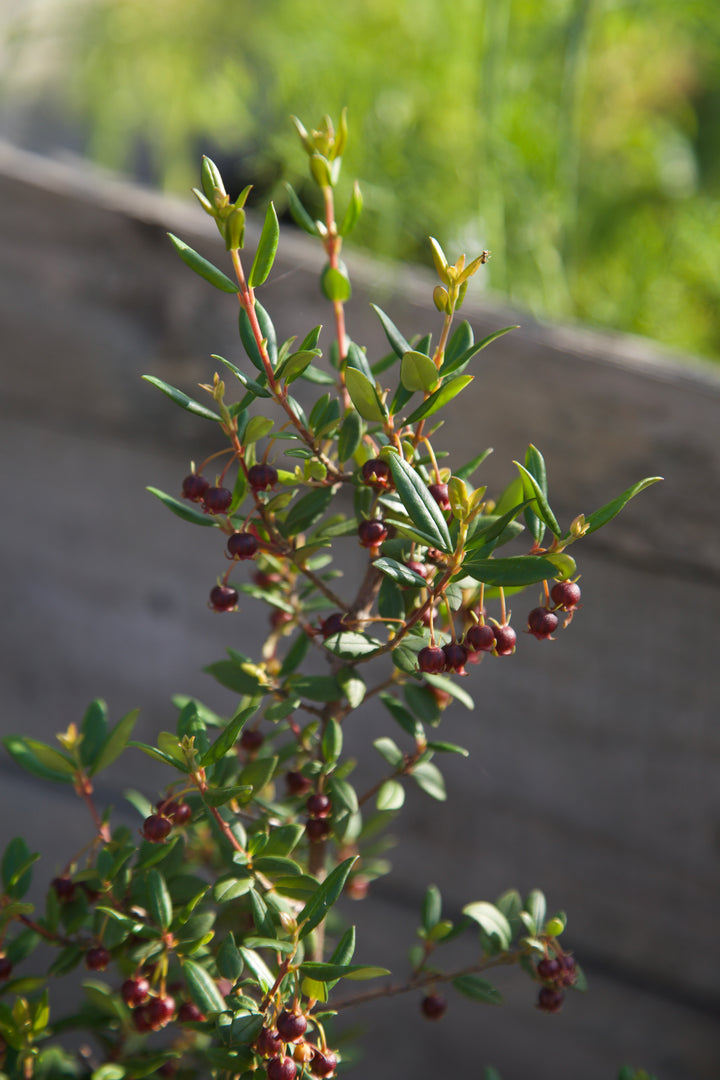 Ugni molinae