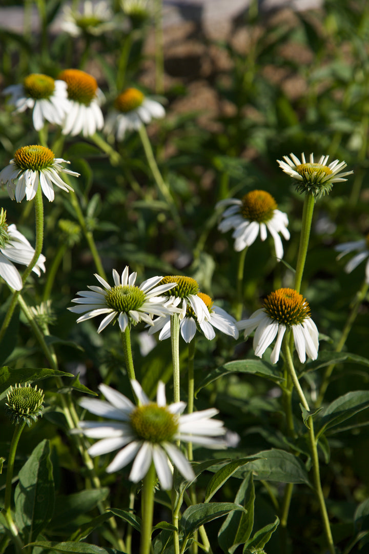Echinacea purpurea 'Alba'