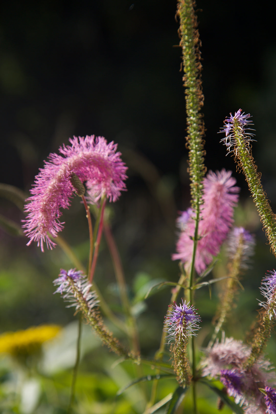 Sanguisorba hakusanensis 'Lilac Squirrel'