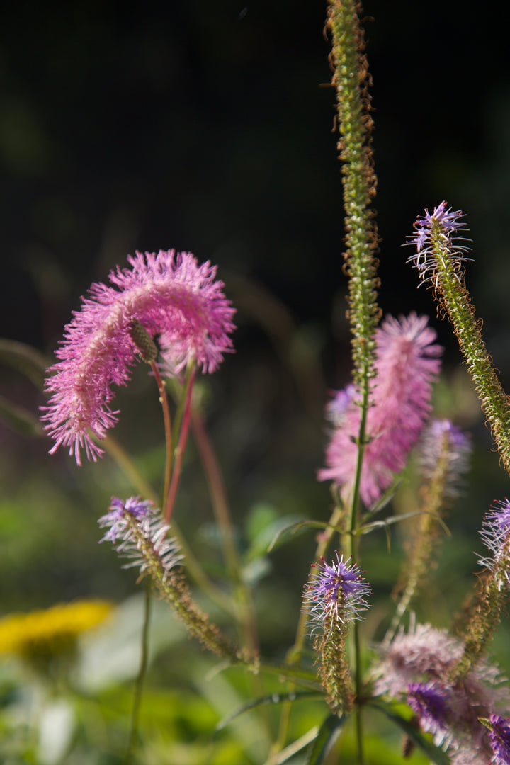 Sanguisorba hakusanensis 'Lilac Squirrel'