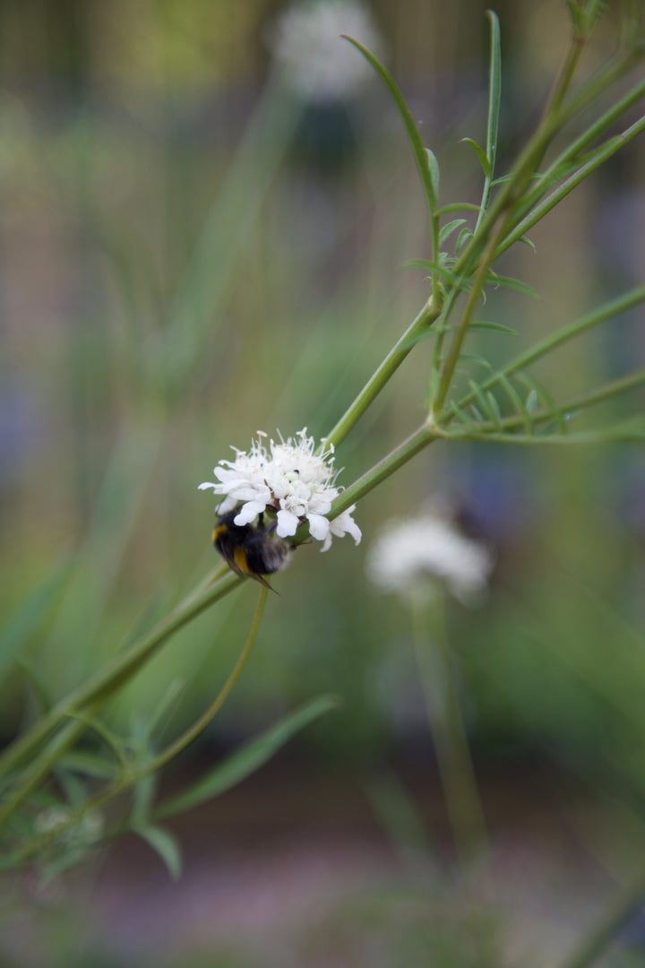 Cephalaria alpina AGM