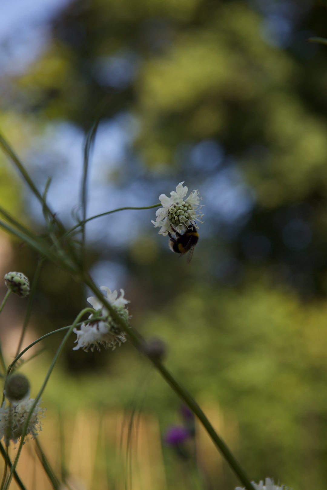 Cephalaria alpina AGM