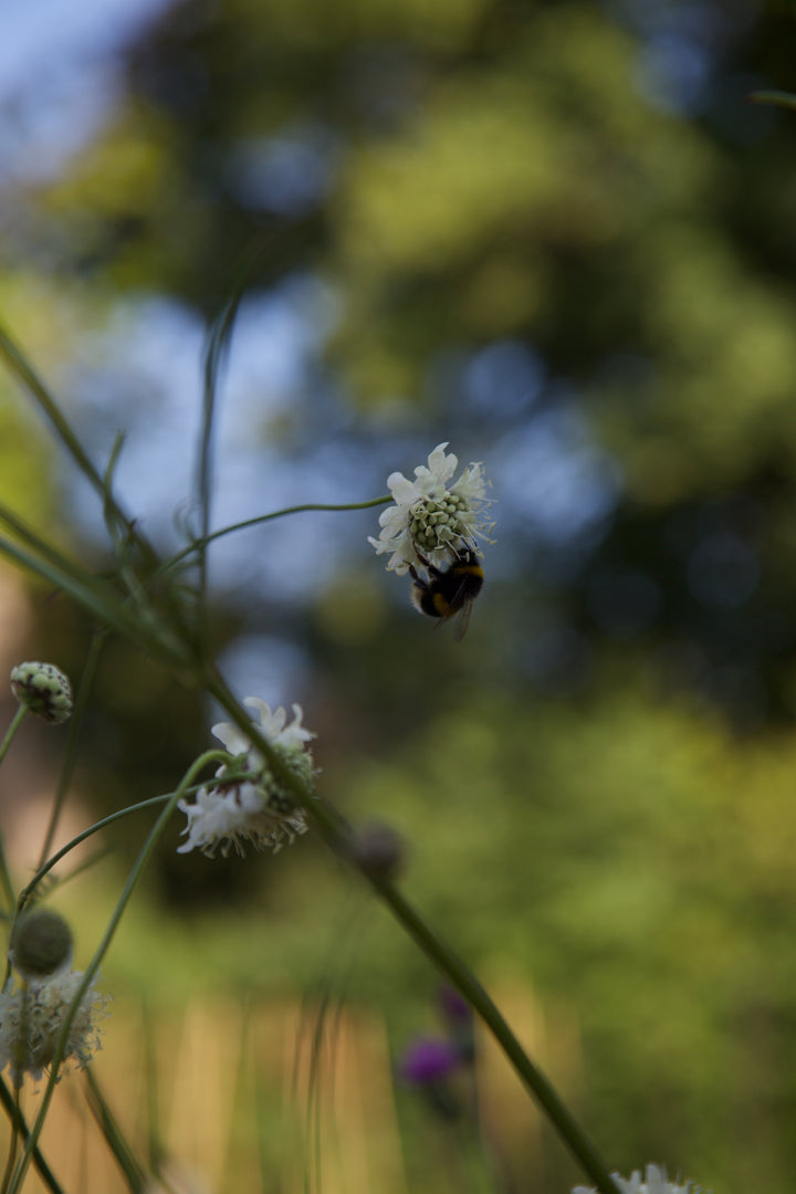 Cephalaria alpina AGM