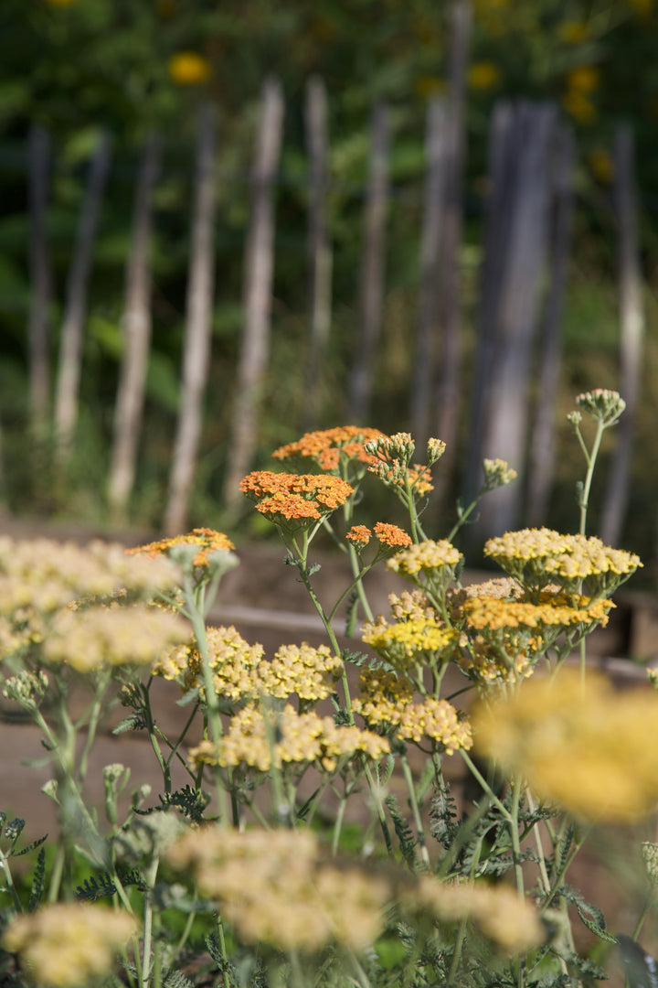 Achillea ‘Terracotta’