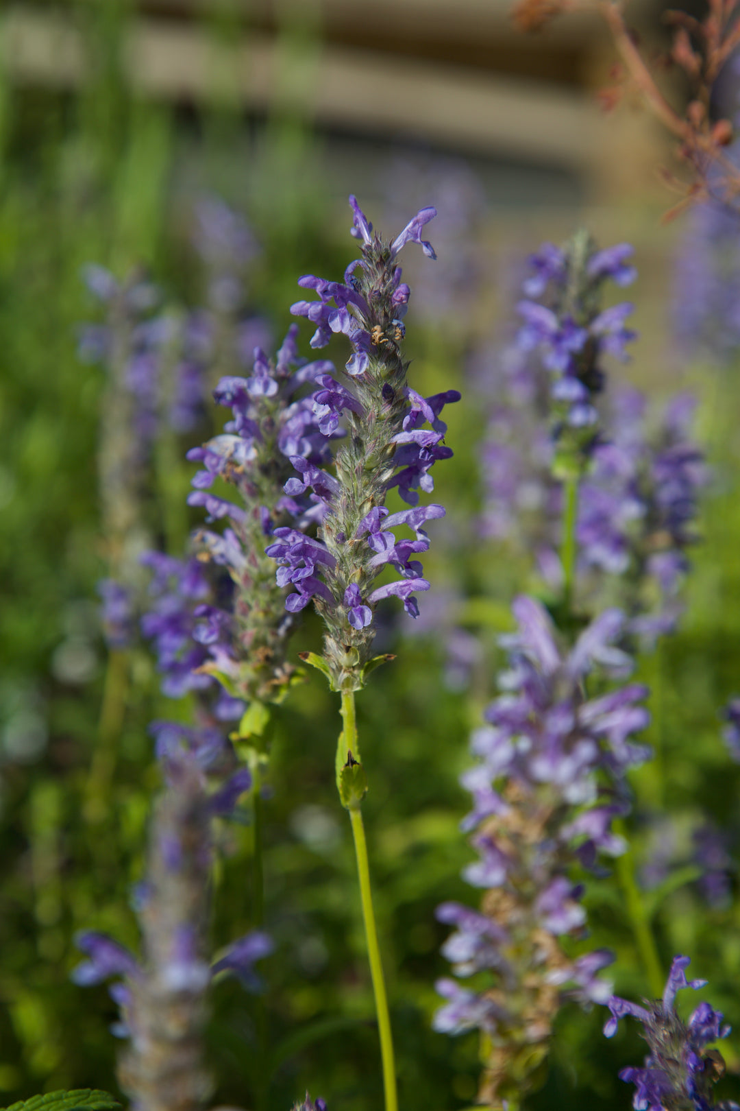 Nepeta nervosa 'Blue 'Moon'