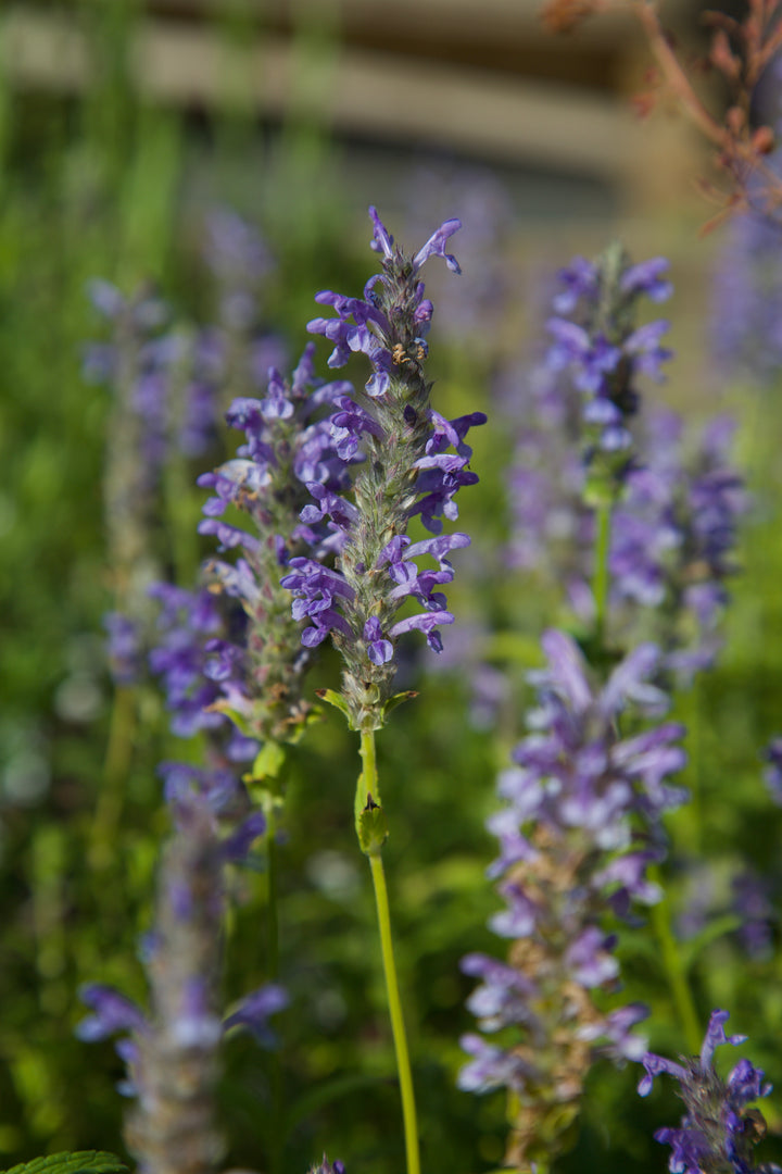 Nepeta nervosa 'Blue 'Moon'