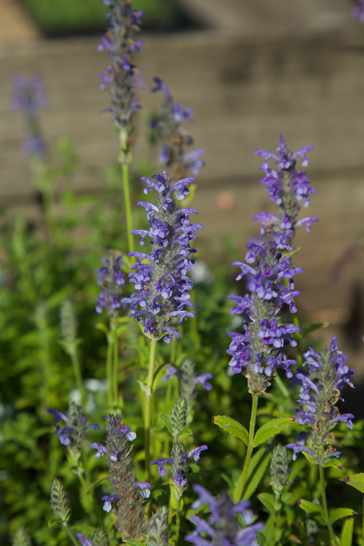 Nepeta nervosa 'Blue 'Moon'