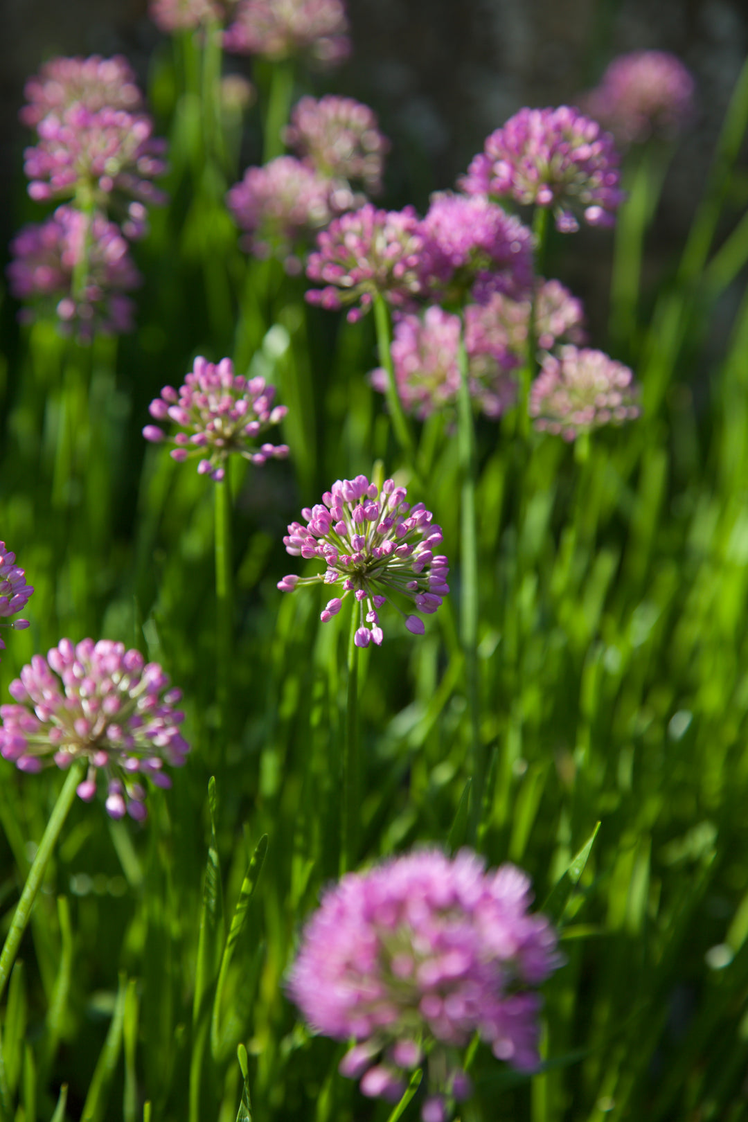Allium 'Millennium'