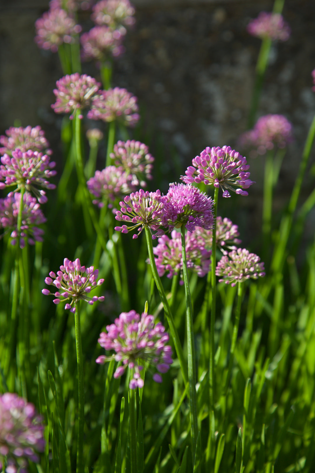 Allium 'Millennium'