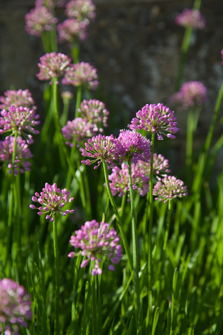 Allium 'Millennium'