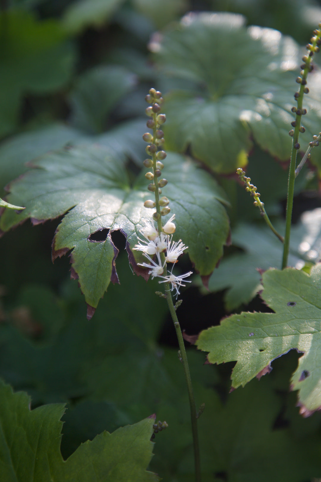 Actaea japonica 'Cheju-do'