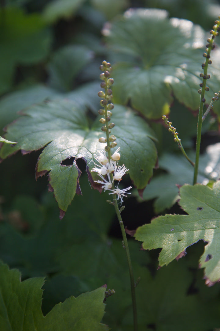 Actaea japonica 'Cheju-do'